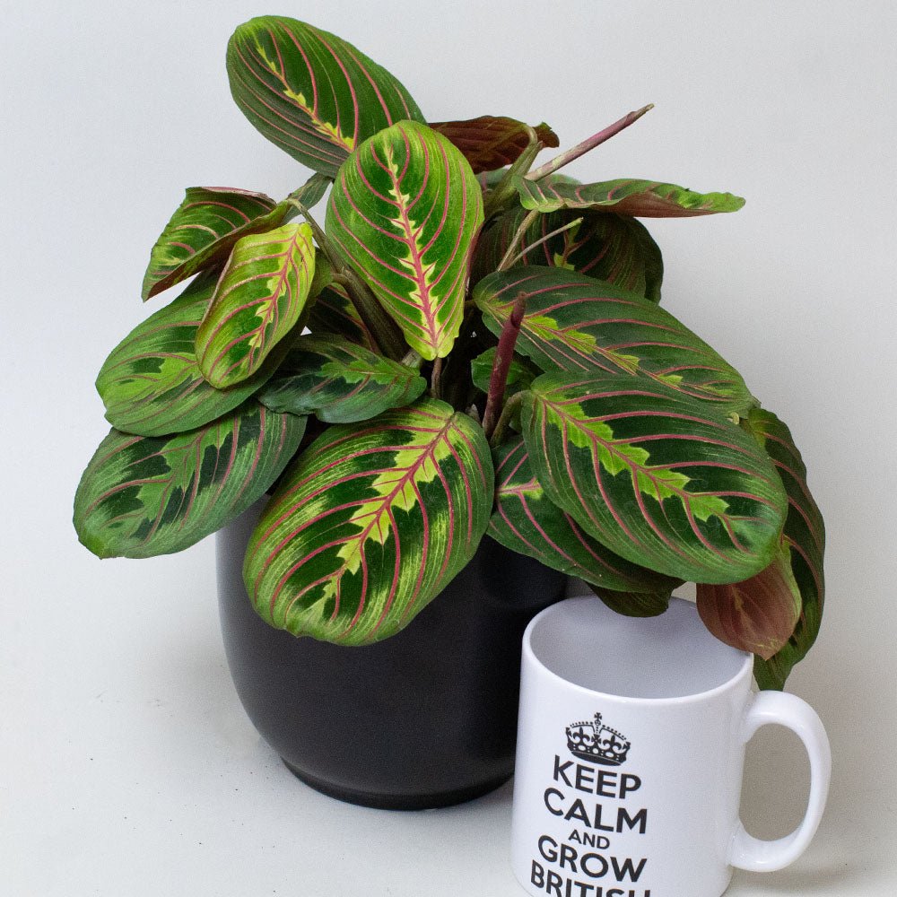 Green leafy Maranta Prayer Plants in a black pot next to a white mug with text on a light grey background