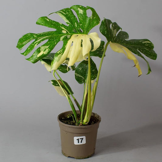 Potted Monstera Thai Constellation plant with green and yellow leaves on a gray background