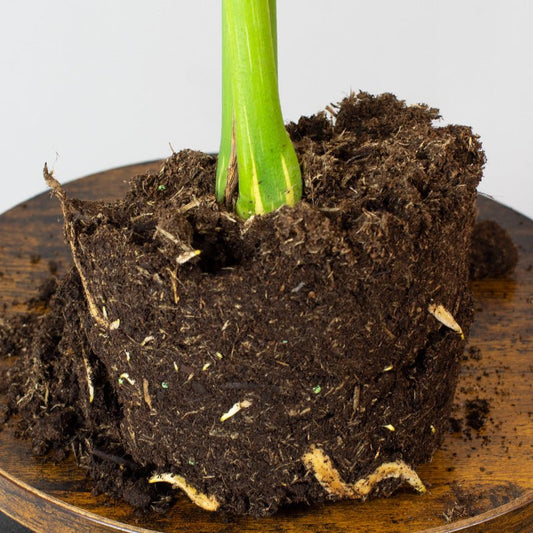 Monstera Thai Constellation Root ball of a plant with soil on a wooden surface