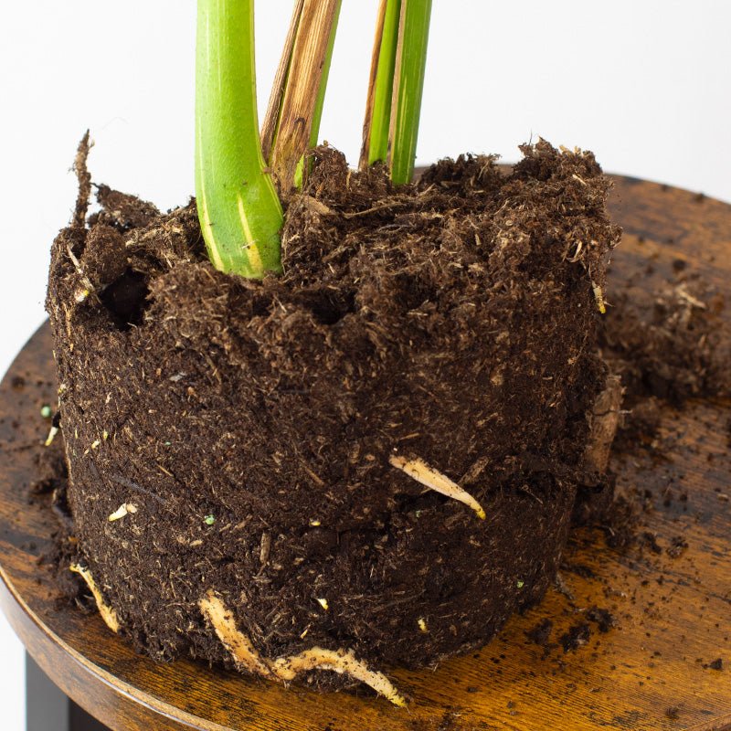Monstera Thai Constellation Root ball of a plant with soil on a wooden surface