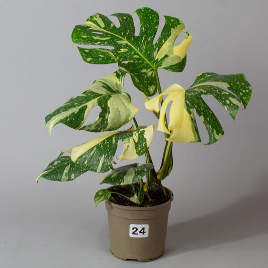 Potted Monstera Thai Constellation plant with green and yellow leaves on a gray background