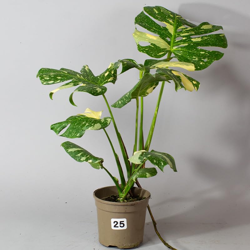 Potted Monstera Thai Constellation plant with green and yellow leaves on a plain background