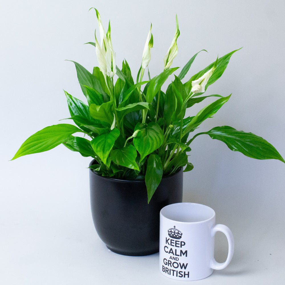 Potted Peace Lily next to a mug with text on a light grey background