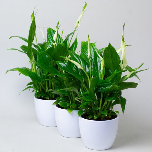 Three potted Peace Lily with green leaves on a light grey background