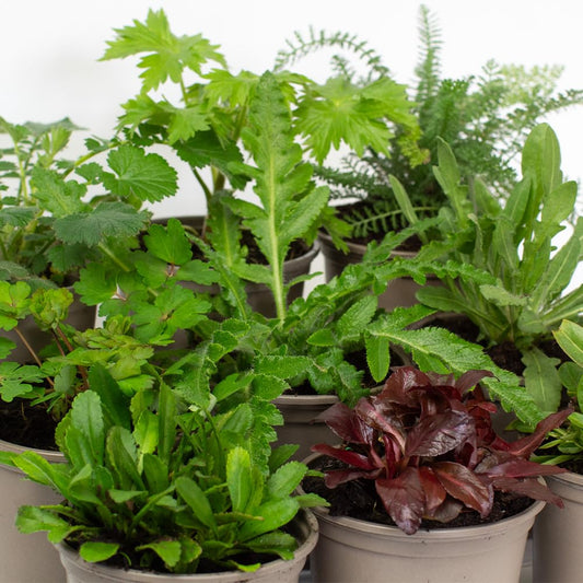 Collection of potted Alpine & Perennial plants with green and purple leaves on a white background