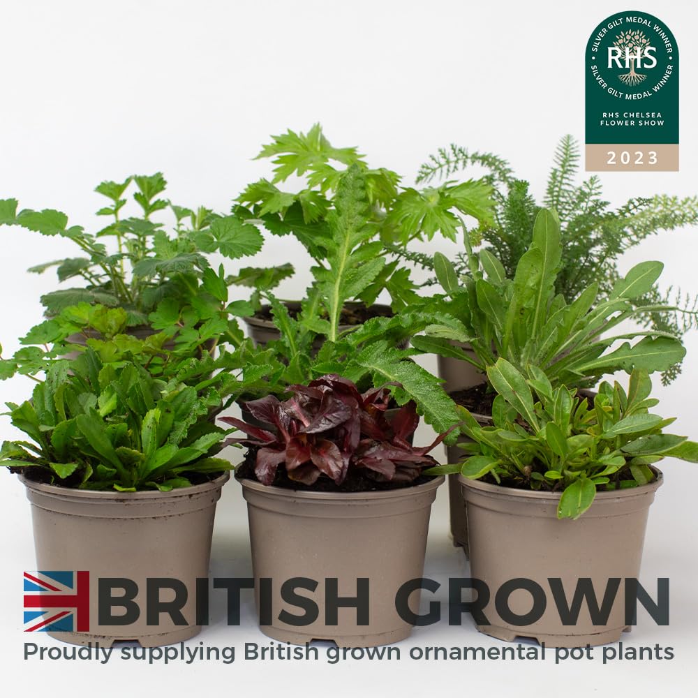 Three potted Alpine & Perennial plants with 'British Grown' branding and RHS Chelsea Flower Show 2023 badge.