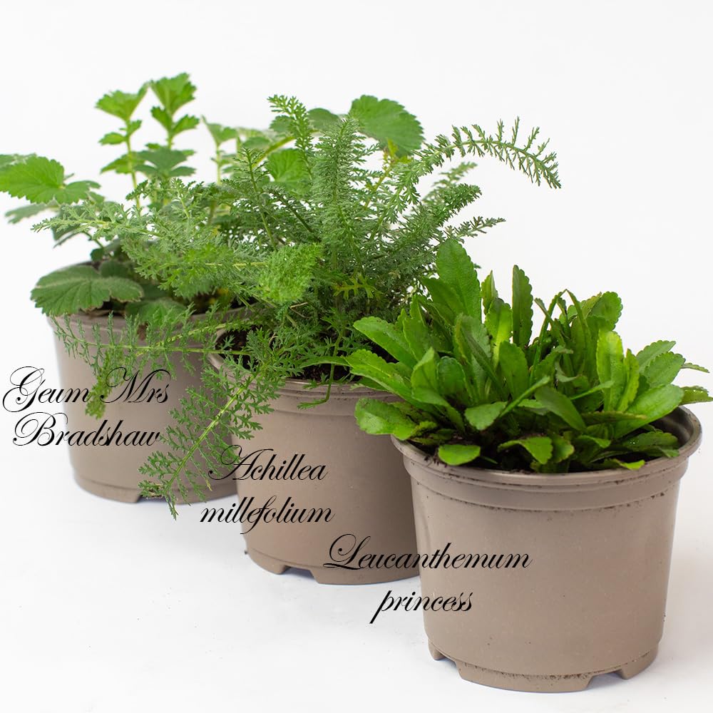 Three potted Alpine & Perennial plants with labels on a white background