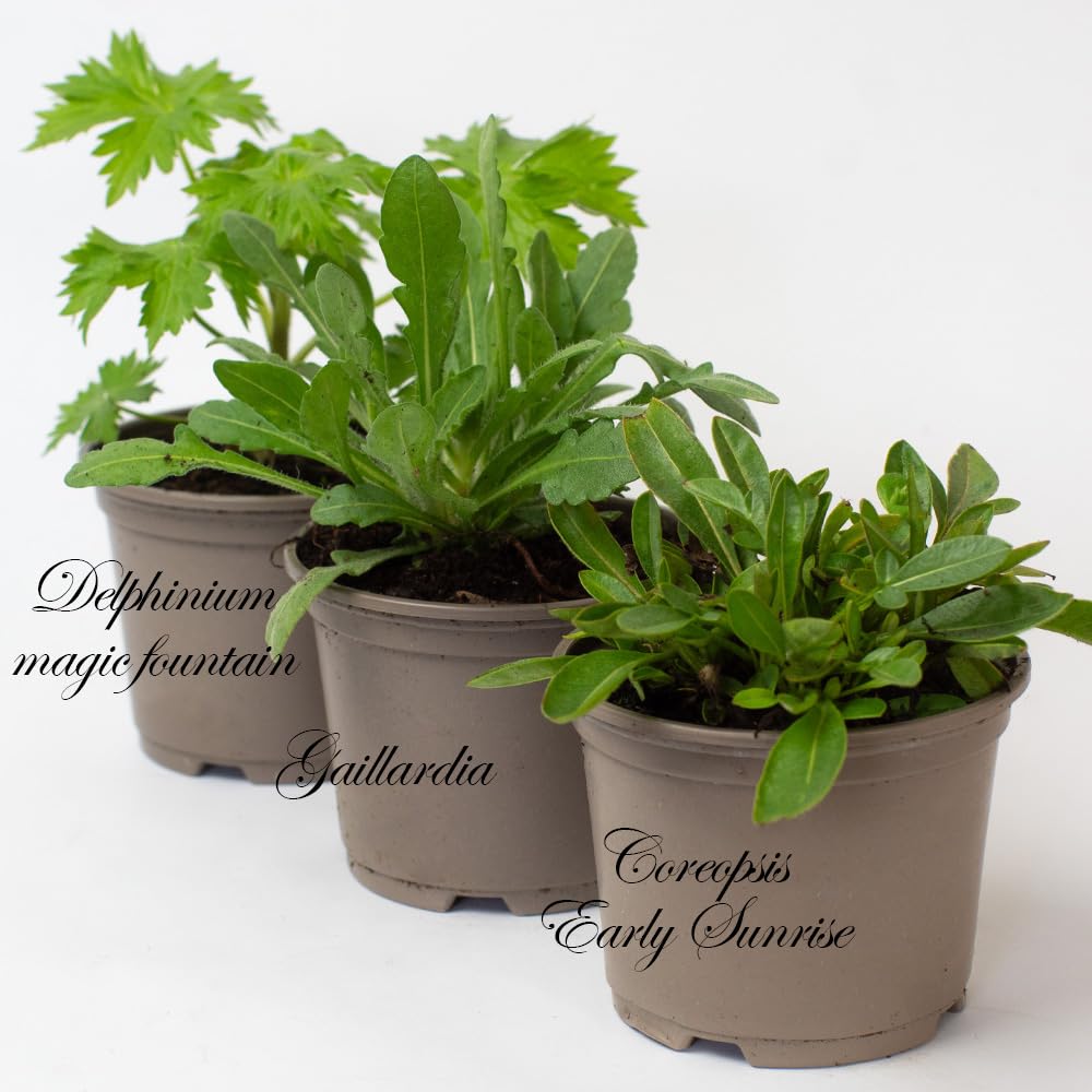 Three potted Alpine & Perennial plants with labels on a white background