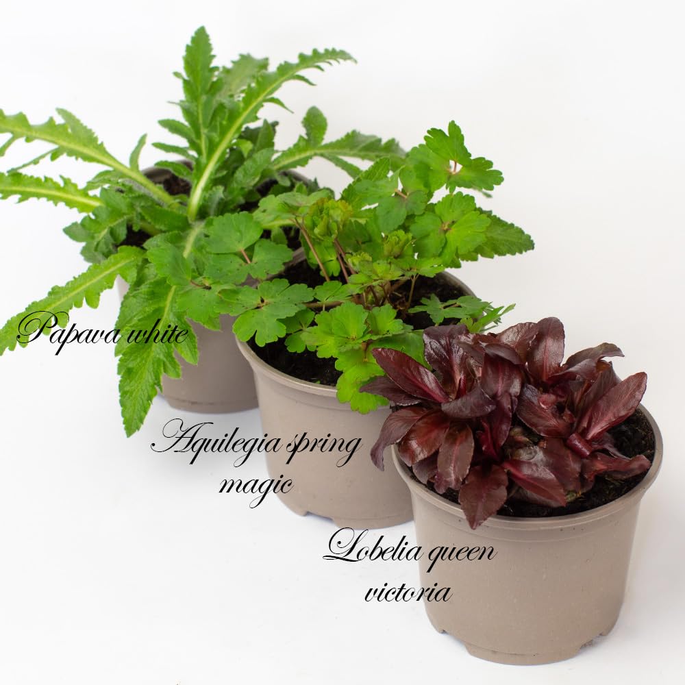 Three potted Alpine & Perennial plants with labels on a white background