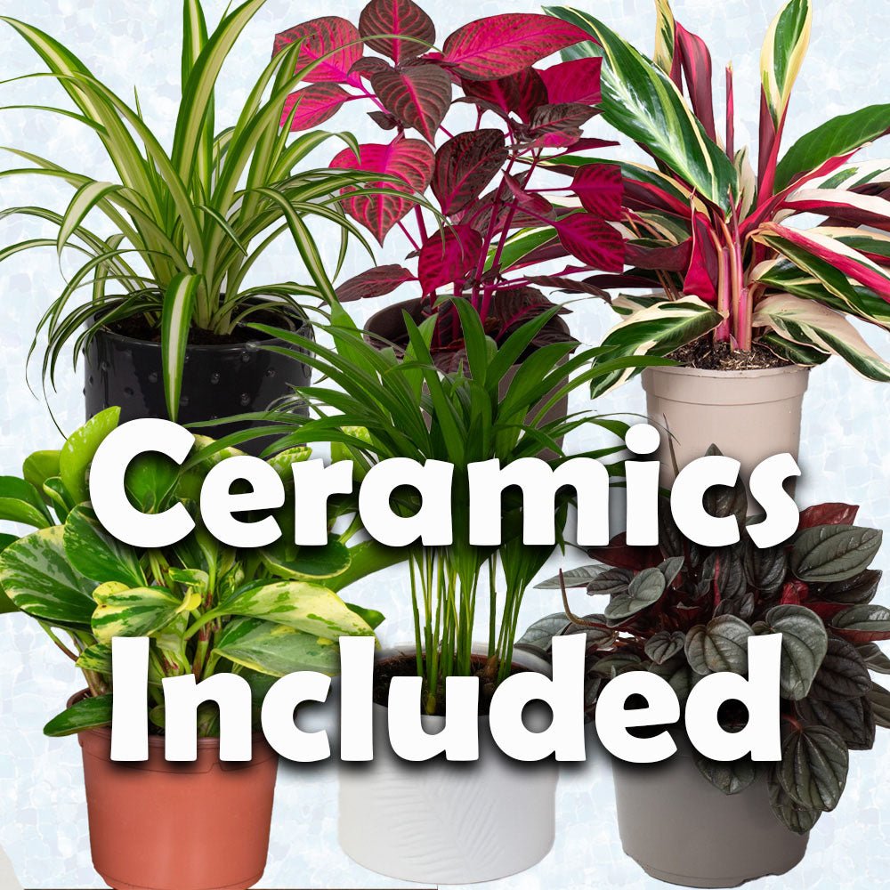 Cat Safe House Plants Mix x 6 (13cm pots)