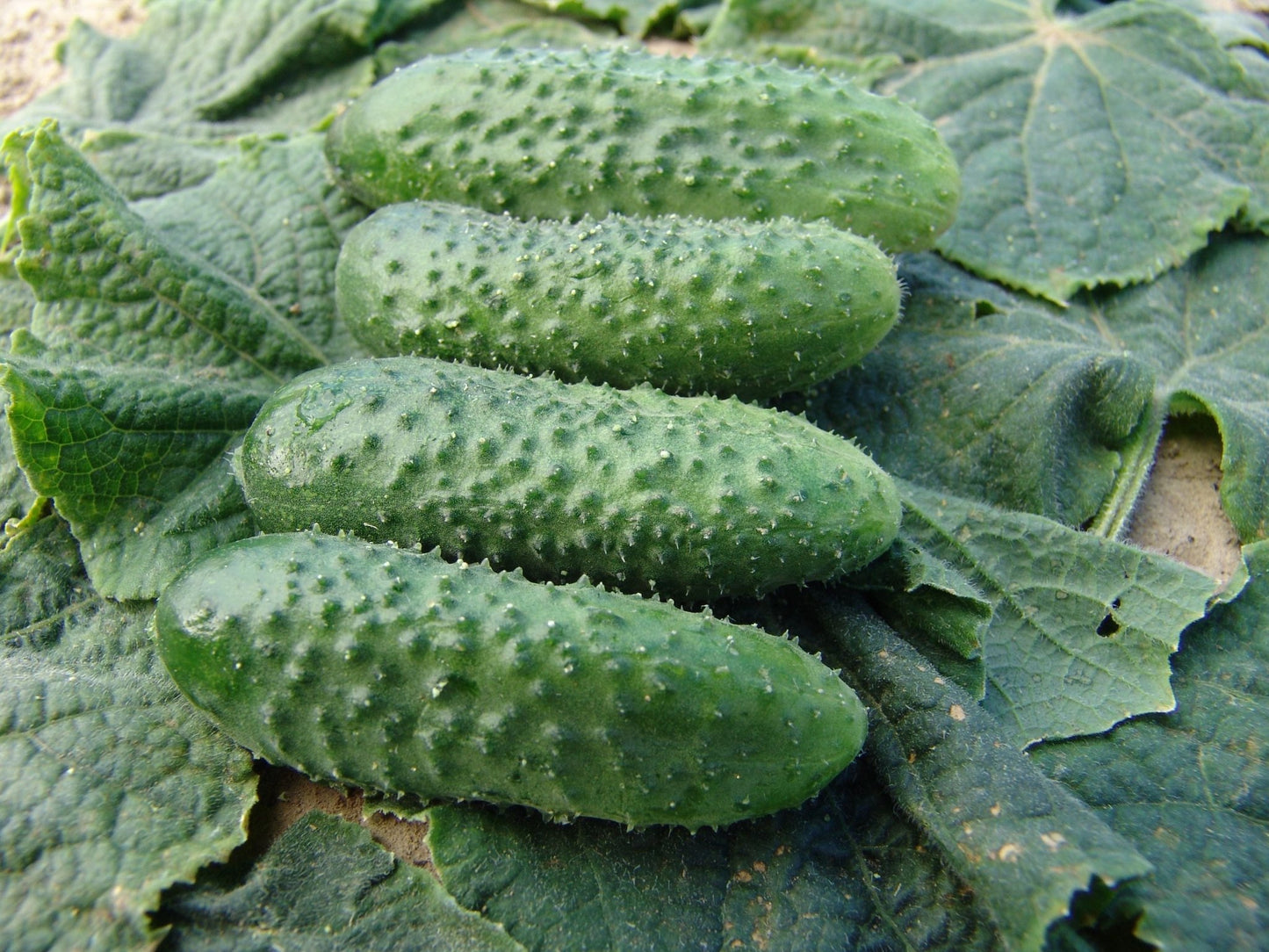 Pickling cucumbers with bumpy green skins resting on large cucumber plant leaves, freshly harvested and ready for preserving.