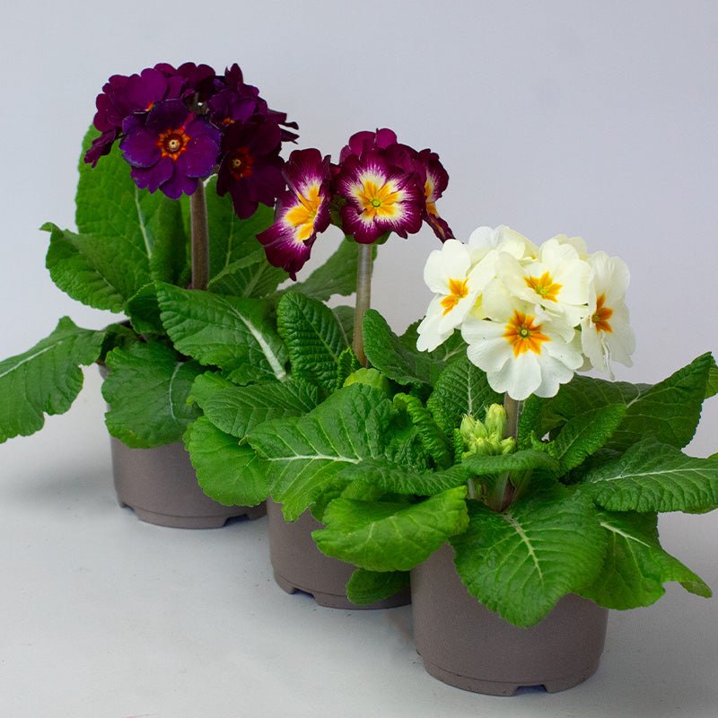 Three potted Polyanthus plants with purple and white flowers on a light gray background