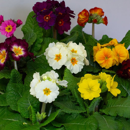 Colourful Polyanthus flowers including purple, white, yellow, and orange with green leaves on a light background