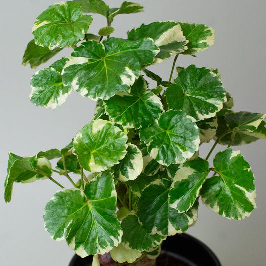 Variegated green and white leaves of a Polyscias Balfouriana on a plain background