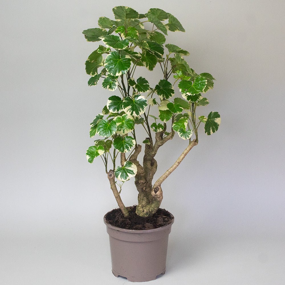 Polyscias Plant