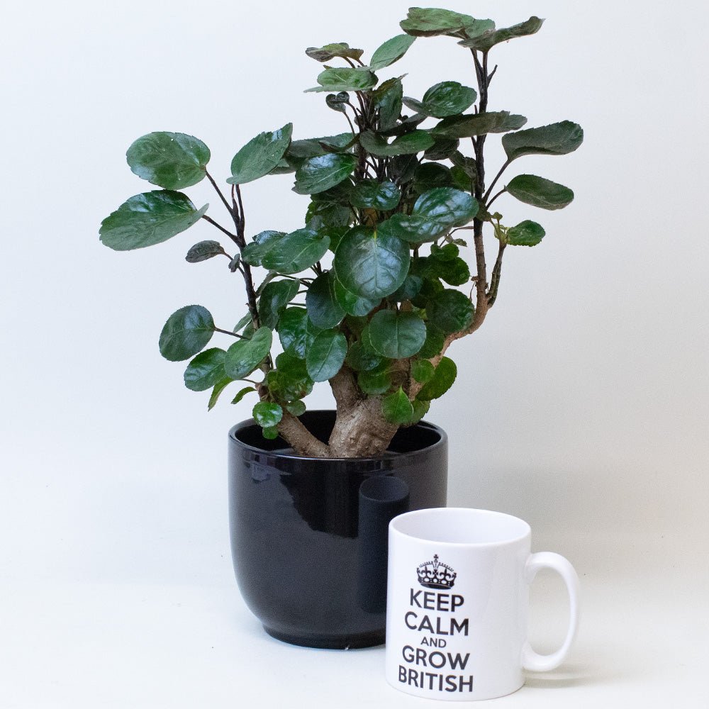 Polyscias Plant next to a mug with 'Keep Calm and Grow British' text on a white background