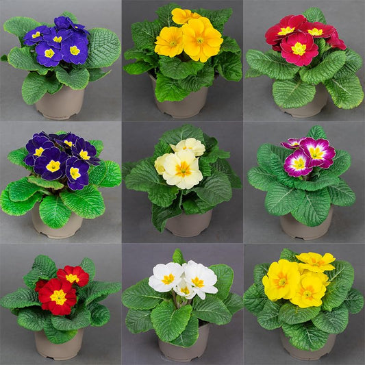 Collage of potted Primrose plants with different coloured flowers on a grey background