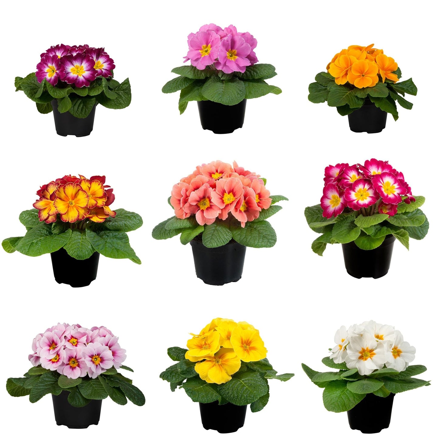 Collection of small potted Primrose plants in various colours on a white background