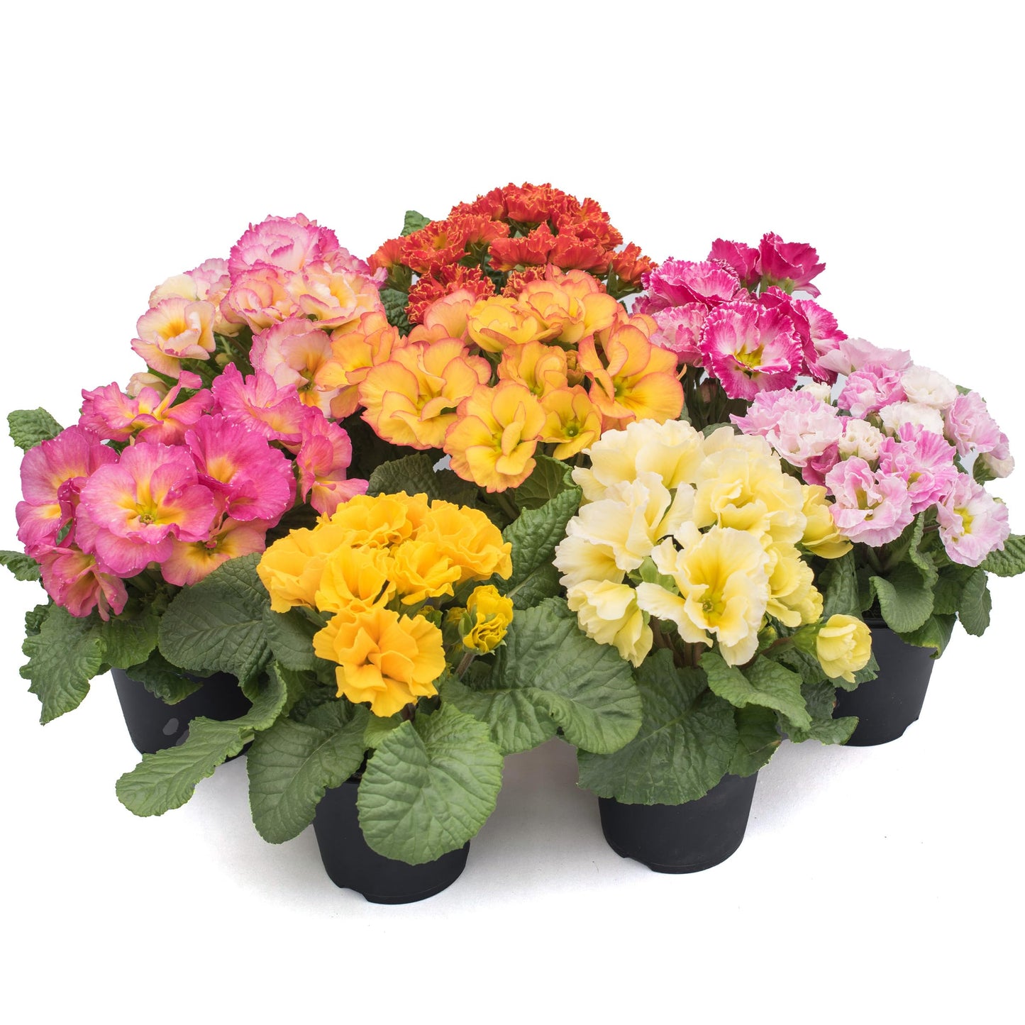 Bunch of potted Primrose plants in various colours on a white background