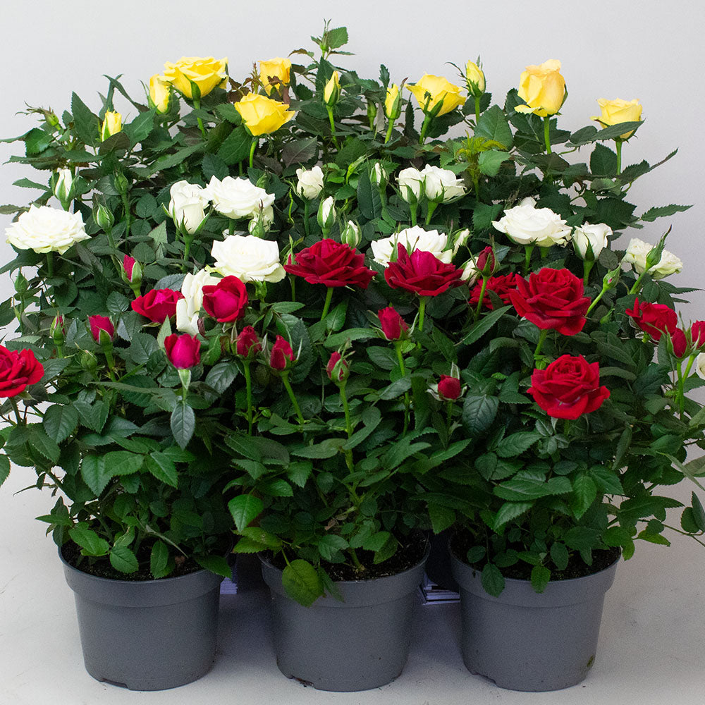 Miniature Rose selection featuring red, white and yellow blooms in plastic pots.
