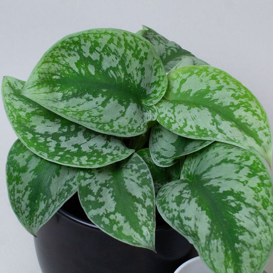 Satin Pothos with green and white leaves on a plain background