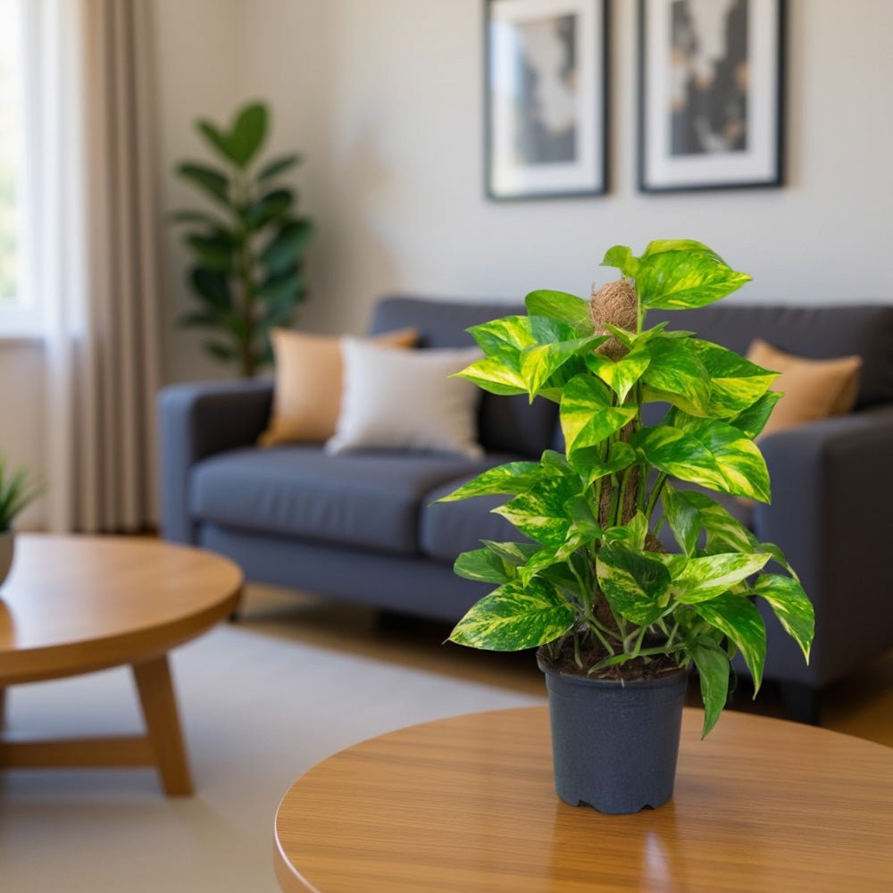 Potted Scindapsus Aureus Mosspole plant on a wooden table in a living room with a sofa and framed pictures in the background.
