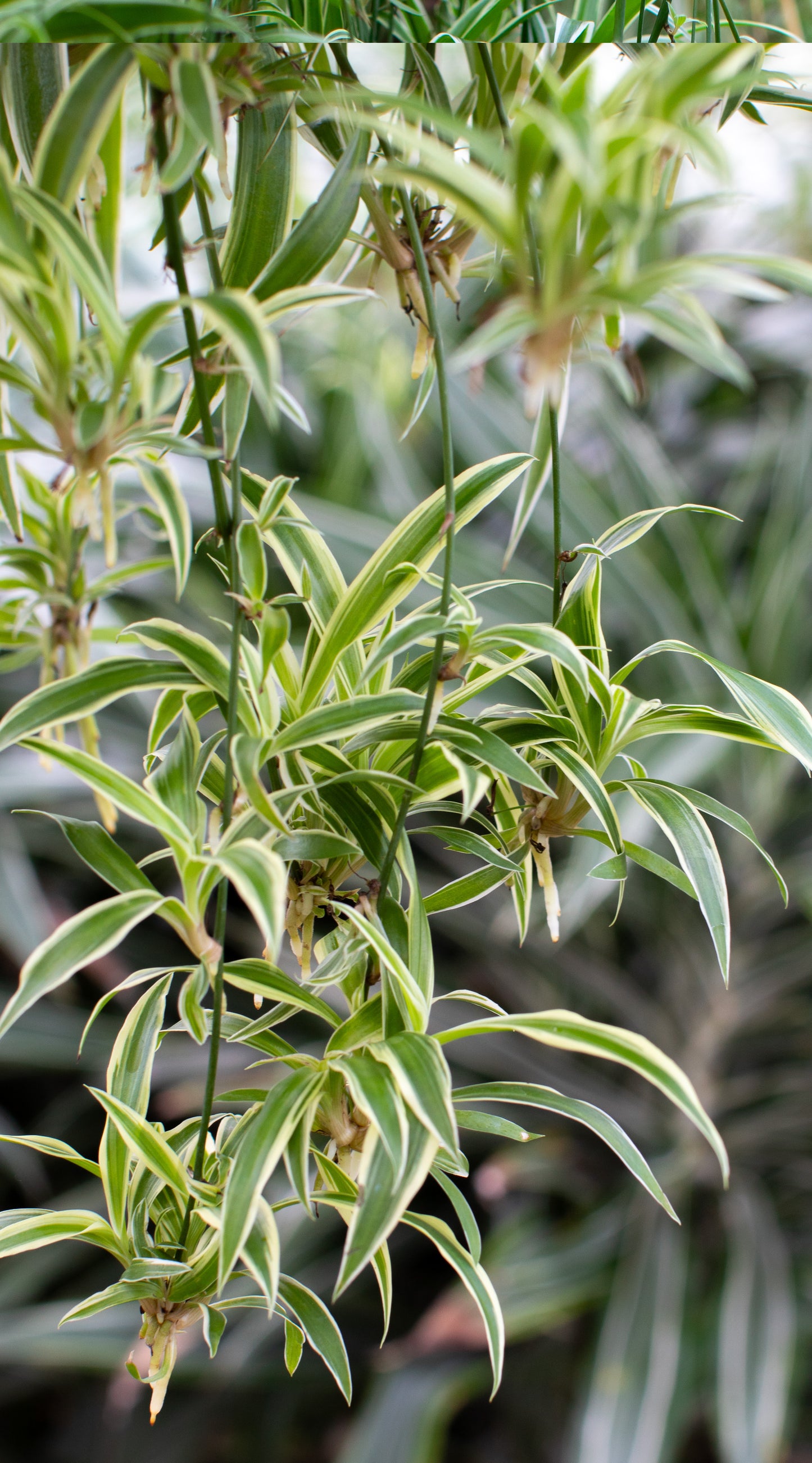Close-up of a Spider plant with variegated leaves