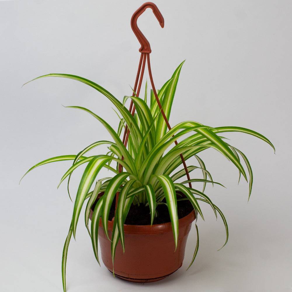 Potted spider plant on a white background