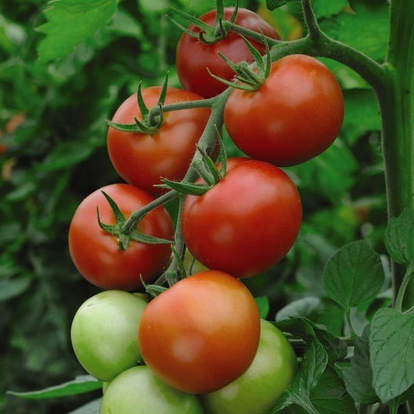 money maker tomato plant height Money Maker Tomato Plants in 10.5cm Pots