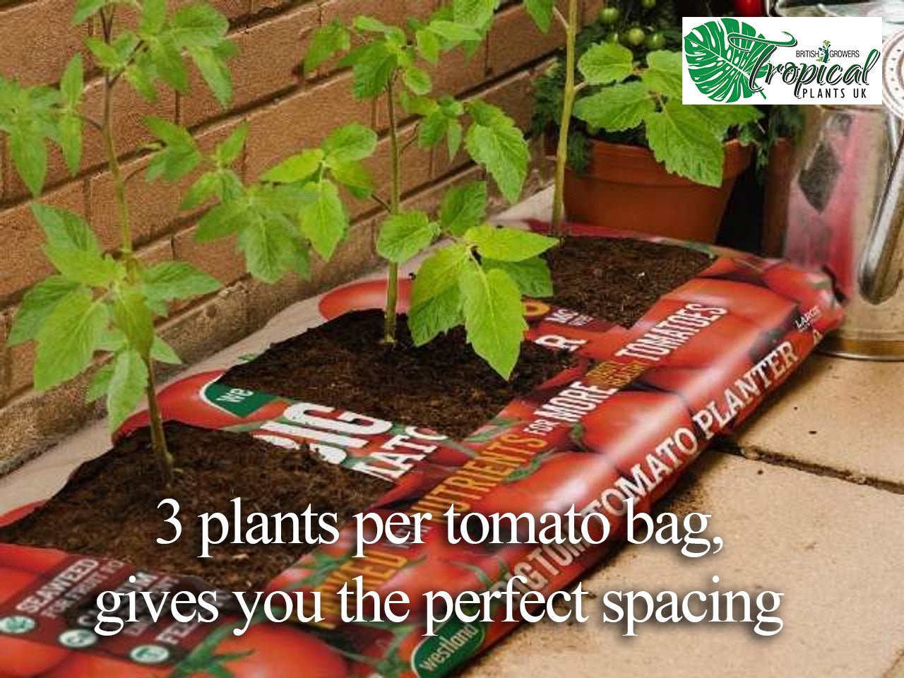 Young Tomato Plants growing in a grow bag placed on a patio, spaced evenly with three plants per bag, with a watering can.