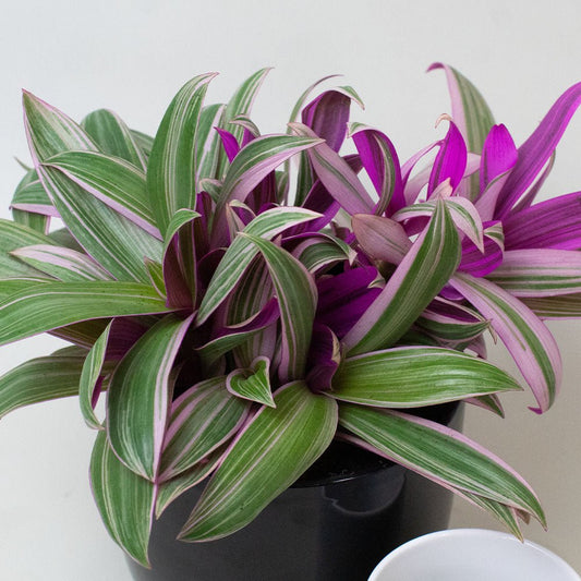 Potted Tradescantia Plant with purple and green leaves on a white background