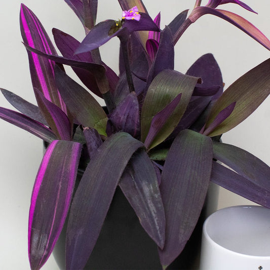 Tradescantia Plant with a white cup in the background