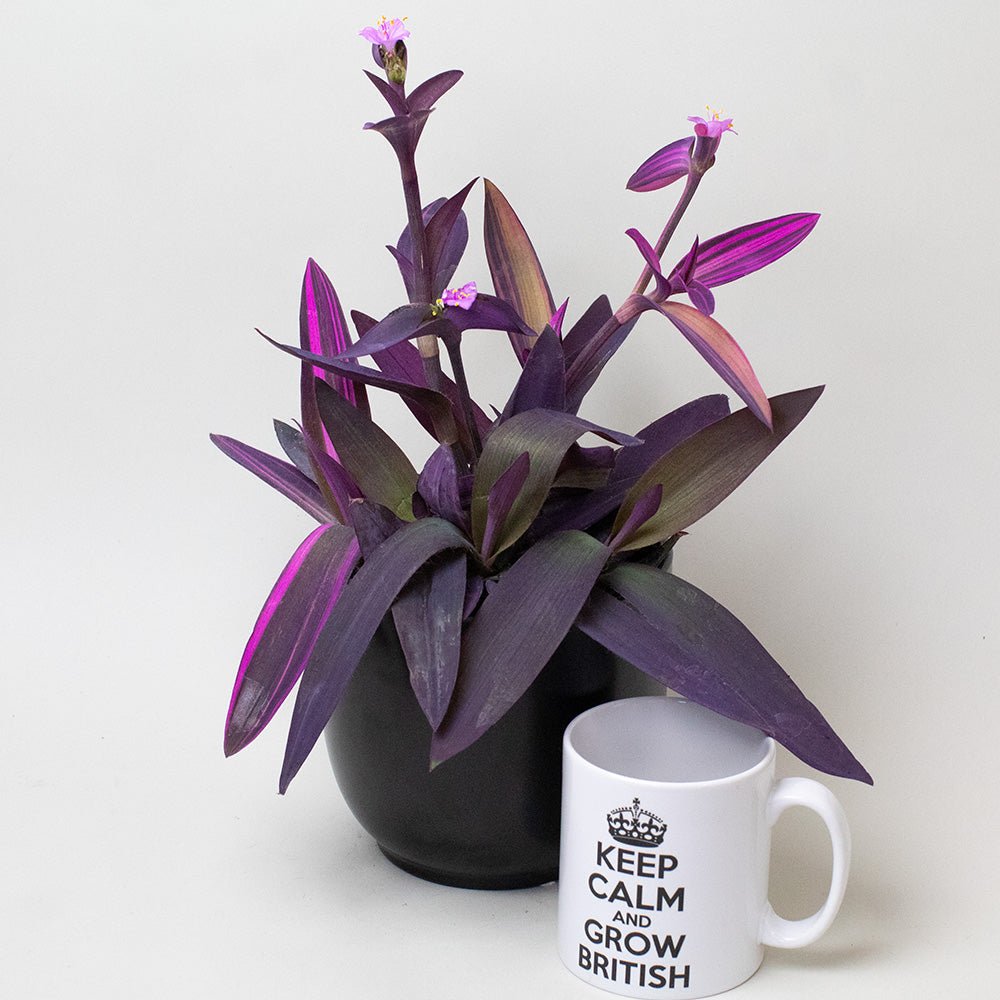 Tradescantia Plant in a black pot next to a white mug with text on a light gray background
