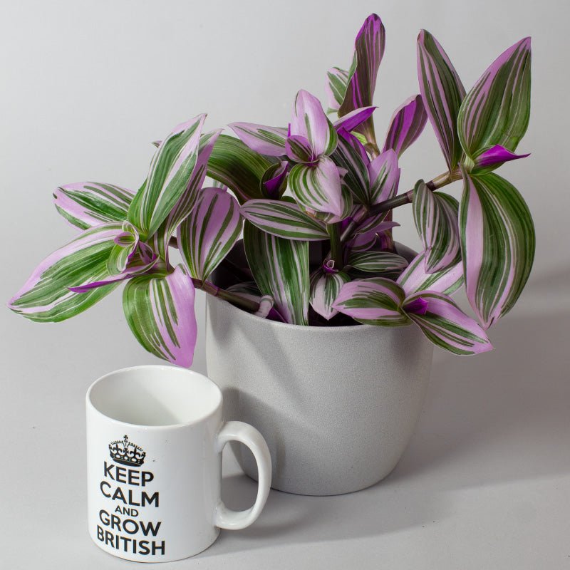 Tradescantia nanouk with striped leaves next to a white mug with text on a light gray background