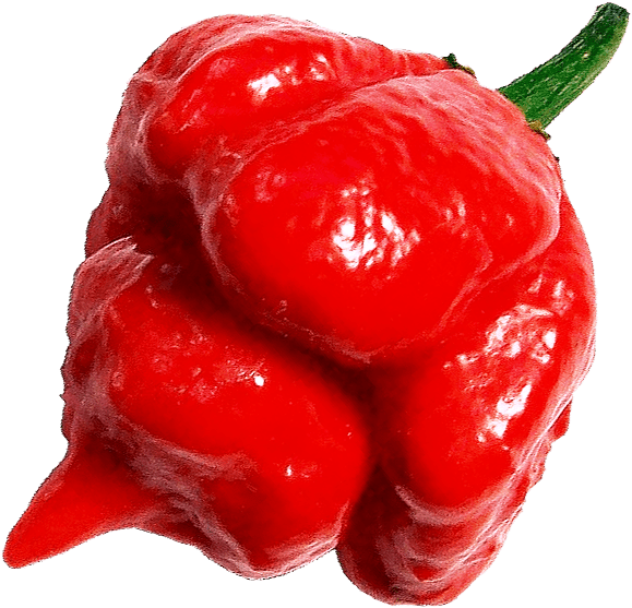 Close-up of a red Trinidad Scorpion Chili Pepper on a white background.