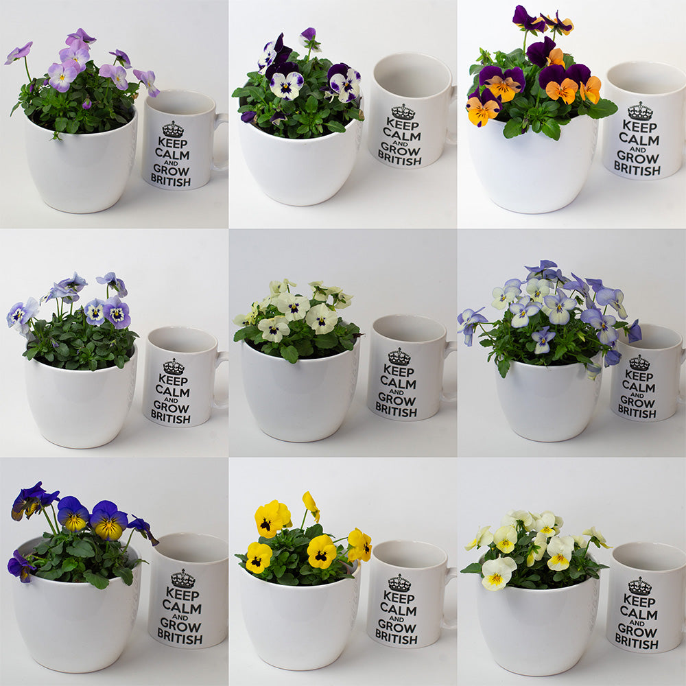 Nine potted Violas in a collage image