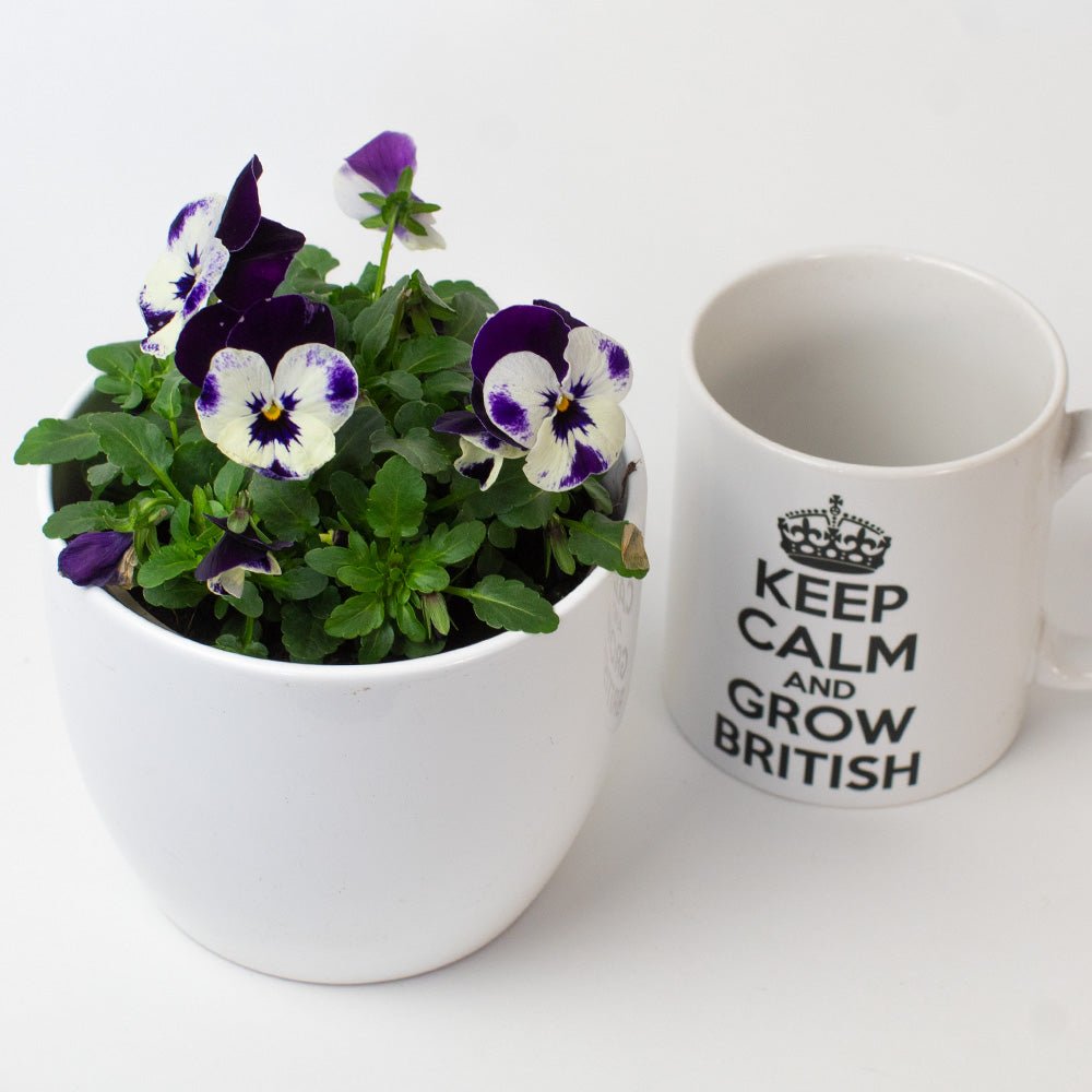 potted Violas displayed on a white background.