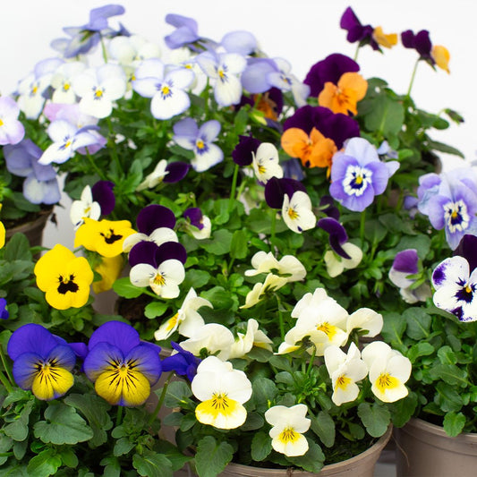 Colourful potted Violas with purple, yellow, and white flowers.