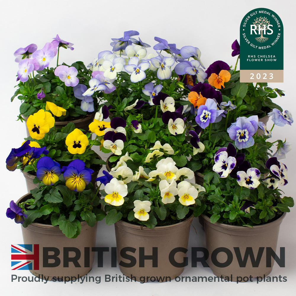 Pots of colourful Violas with RHS Flower Show 2023 badge and 'British Grown' label.