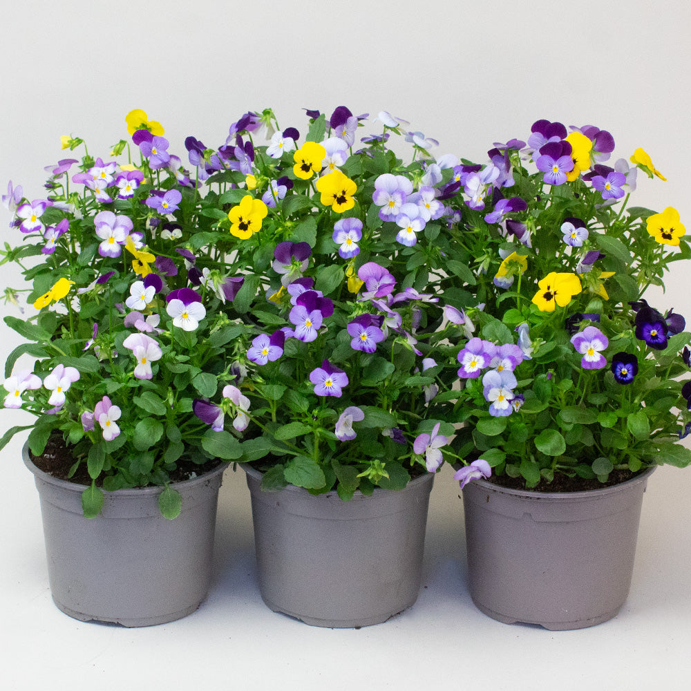Three potted Violas with multicolored flowers on a white background