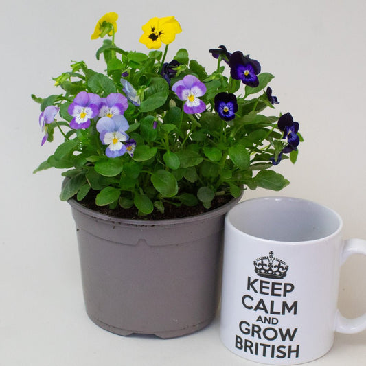 Potted plant with colourful Violas next to a mug with text on a white background