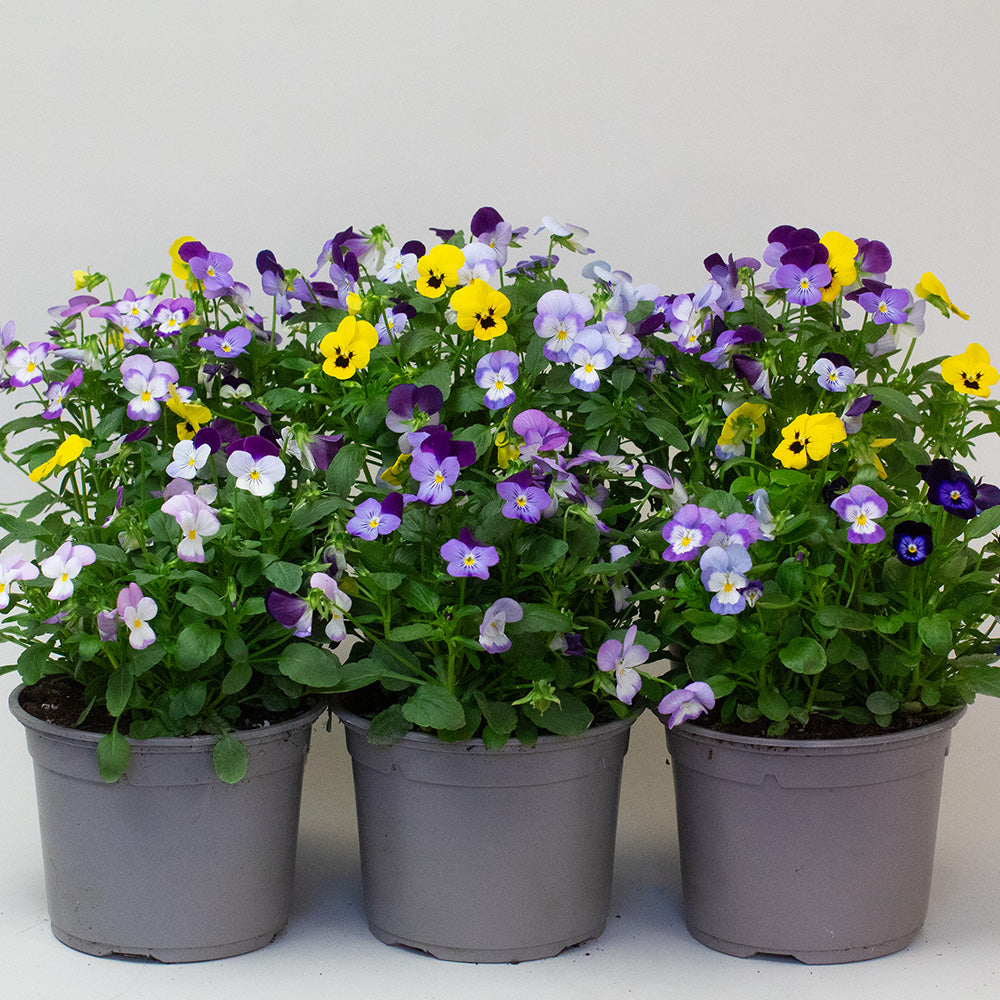 Three potted Violas with purple, yellow, and white flowers on a light grey background