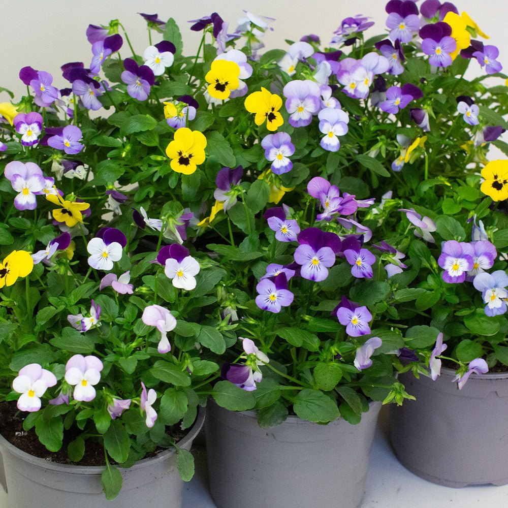 Pots of Violas flowers with purple, yellow, and white blossoms on a white background