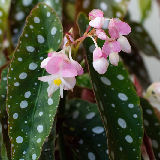 Begonia Maculata Pink and white flowers with green leaves having white spots.