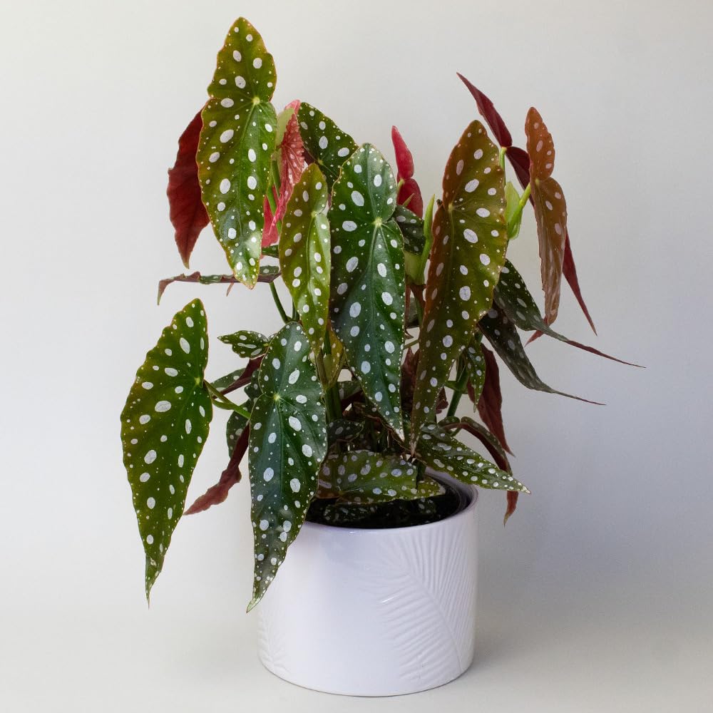 Begonia Maculata Potted plant with spotted leaves on a white background