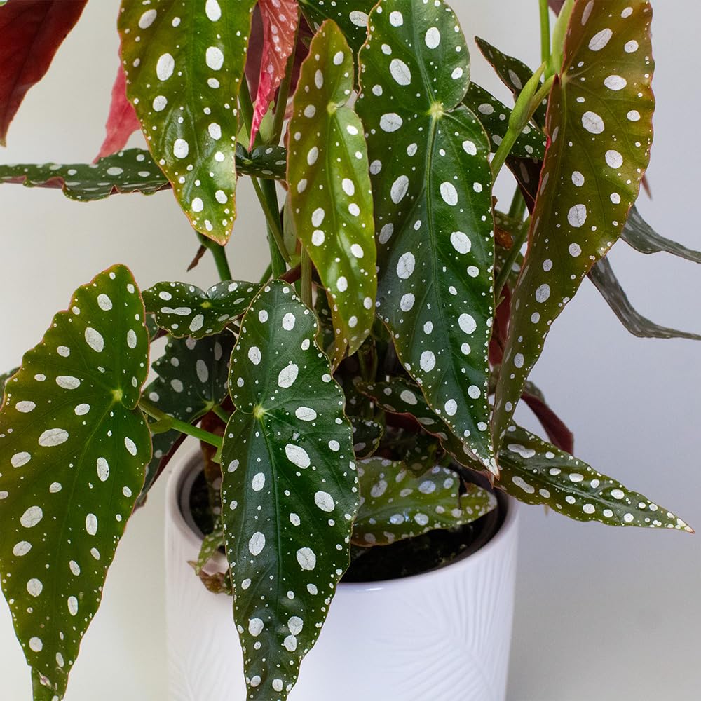Begonia Maculata Potted plant with green leaves having white spots on a neutral background