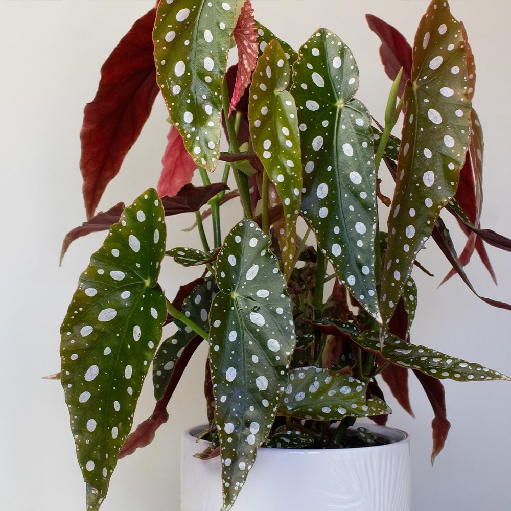 Begonia Maculata Potted plant with green leaves having white spots on a plain background