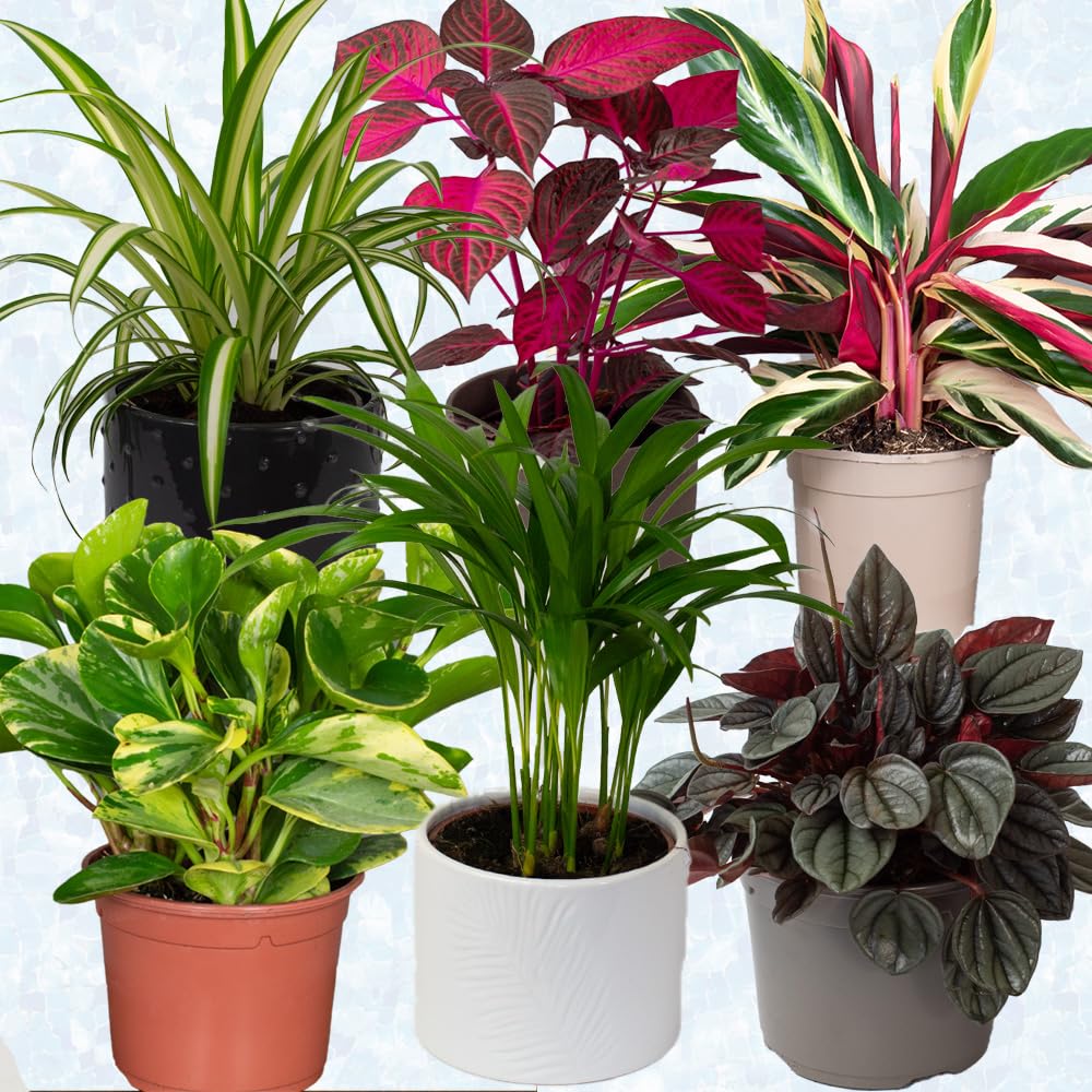 Collection of various cat safe house plants potted houseplants on a light gray background