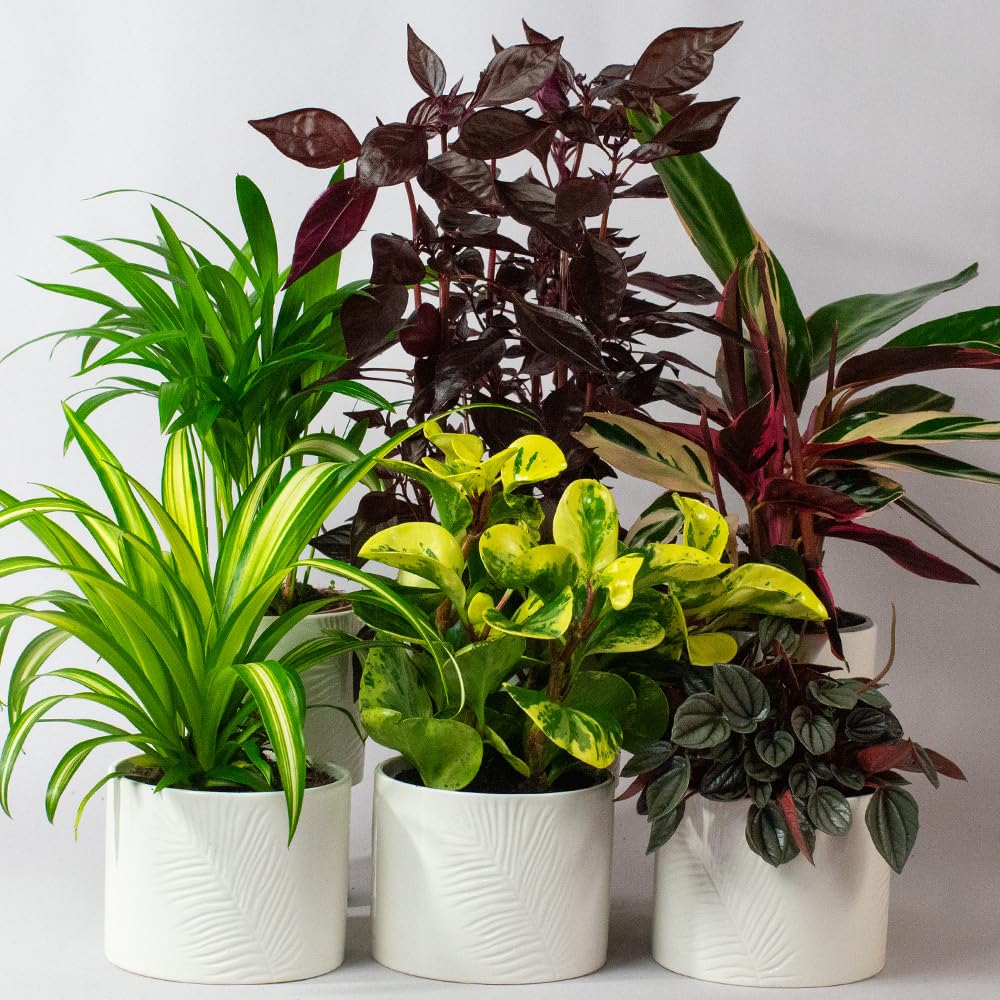 Collection of potted cat safe house plants with green and purple leaves on a light gray background