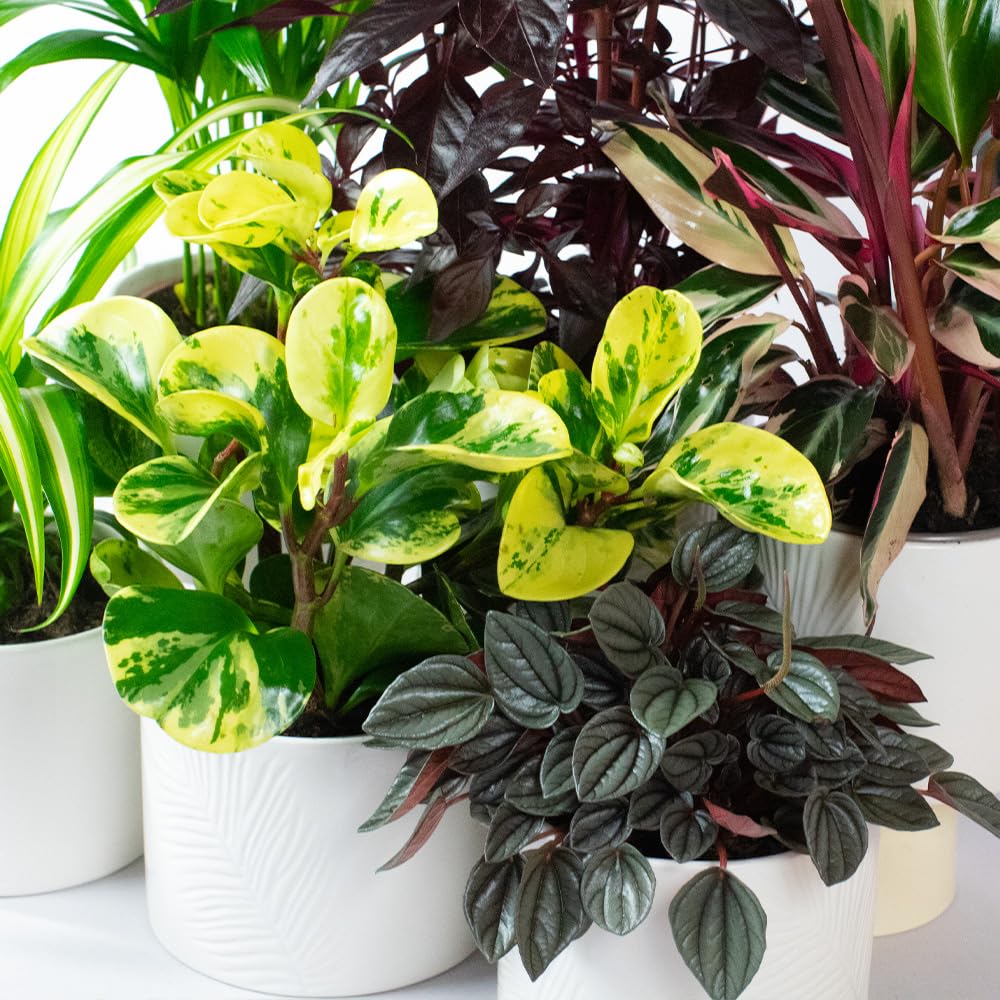 Collection of potted cat safe house plants with green, yellow, and purple leaves on a white surface.